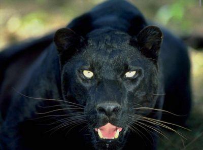 fahad6065607044's profile picture. 