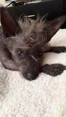 #Xoloitzcuintle. Perra xola loca. Revolucionaria. Irreverente. Tuits a título personal. No hablo sólo escribo. Soy ama de @wendygarridog