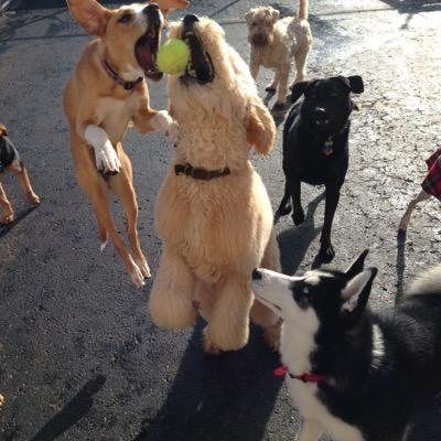 xdailydogx's profile picture. Peace, Love & Butt Sniffing ✌