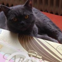 Pebbles & Paulinchen (@flauschekatzen) Twitter profile photo