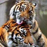 Luchando por un país digno y justo. (@lucy7054) 's Twitter Profile