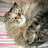 nyanzira's profile image