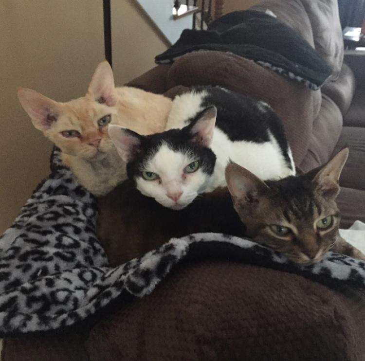 We are 3 Devon Rex kitties who rule our mom, we like to eat & then barf on mom's white rugs. proud members of WLF & BBOT, known 4 our cuddle piles & curly coats