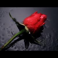 هند (@hiind220) Twitter profile photo