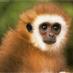 The Pixel Monkey (@shamus_11) Twitter profile photo The Pixel Monkey (@shamus_11) Twitter profile photo