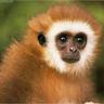 shamus_11's profile picture. Pixel monkey, UX ninja and a connoisseur of digital. Currently designing ape-ealing graphics users go bananas for...
