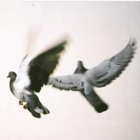﴿مـلـغـي !! (@pp465a) Twitter profile photo