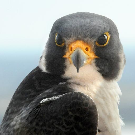 Chesapeake Bay and Maryland environment news from the @baltimoresun.