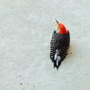 Grace Rich - @Graciegirl1181 - Twitter