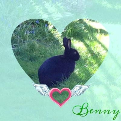 We are two ex-rescue bunnies called Siena and Rutherford who live in London, originally from @ARCanimalrescue #AdoptDontShop