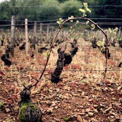 Wine drinker, collector and one day maker! Burgundy nut and knowledge seeker! Always has an opinion, wrong or right!