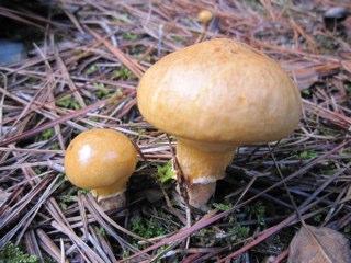 I love mushrooms. その他、絵画、お酒、落語、お相撲 にも興味あります。