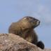 Massive Marmot (@MassiveMarmot) Twitter profile photo