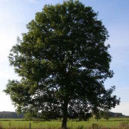 ehssavethetrees's profile picture. 