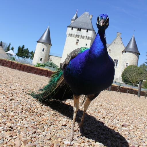Un château de la Loire pas comme les autres, où se mêlent histoire, architecture, contes de fées, art et jardins !