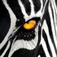 Peric9 (@medejoconvia) 's Twitter Profile