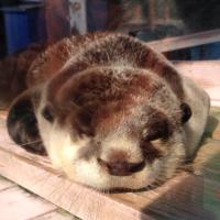 goliath (@goliath_otter) 's Twitter Profile