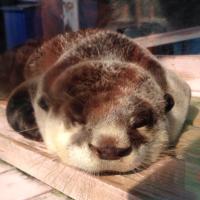 goliath(@goliath_otter) 's Twitter Profile Photo