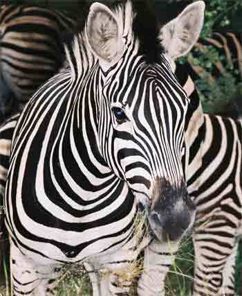 zebra2inc's profile picture. Founder and Owner of Zebra Inc. (Management and Consulting Org.)