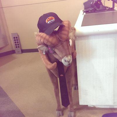 ramupgrade's profile picture. The original ram upgrade for all Agents. Everything said is my own ram opinion and not that of Geek Squad, Best Buy, or anyone else!!!!