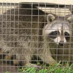 WITH THIS PHONE NUMBER, THERE IS NO NEED FOR A CONSUMER WITH AN ANIMAL CONTROL PROBLEM TO HAVE TO LOOK YOU UP! HOW SIMPLE IT IS!JUST CALL (888)TRAPPER