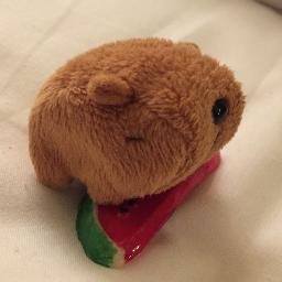 カピバラ。 I am a fierce capybara from Nagasaki Baiopaku. I get pouffy when scratched and am ravenous for 🍉 . I t̶r̶a̶v̶e̶l̶ self-isolate & stack on things. He/him.