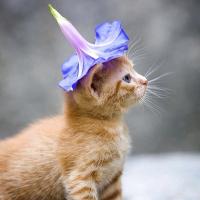 みっきー🐭にゃんこ🐈⬛ (@mickey_nyanco) 's Twitter Profile