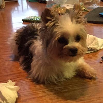 twilahauck's profile picture. 