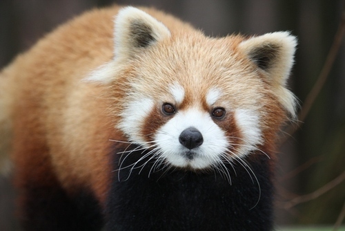 レッサーパンダでついったー アイコンをレッサーパンダだらけに！！ 茶臼山動物園 松本山雅 でんぱ組.inc