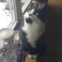 cat (@godcantsaveus) 's Twitter Profile