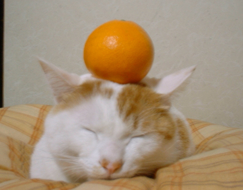 ふじさき🪫みの