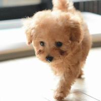 ゆかり (@yukari_1023) 's Twitter Profile