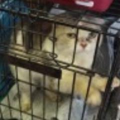 しっぽ 猫殺しの島 真鍋島 その実態は Togetterまとめ Http T Co Iq1wqfn0n0 Togetter Jpさんから 画像は毒エサで毒殺された猫 Http T Co Limeimjrof しっぽ 猫殺しの島 真鍋島 その実態は Togetterまとめ Http T Co Iq1wqfn0n0 Togetter Jpさんから 画像は毒エサで毒殺された猫 Http T Co Limeimjrof