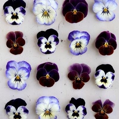 9ma3xxsuuuvuuki's profile picture. iLYs 💜❤️🩵いつまでも5人の幸せを願ってます🕊️今まで見る専門だったのでTwitter🔰です。無言フォロー歓迎＆無言フォロー失礼します🙏🏻