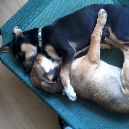 SnipSnor's profile picture. 