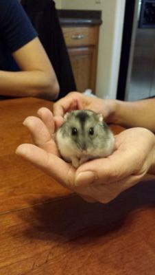 memewalrus's profile picture. anh // 29