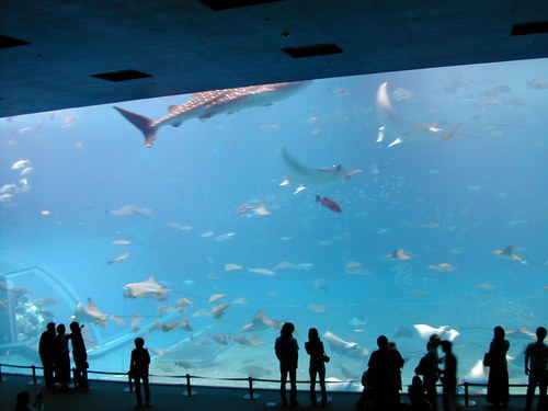 aoda's profile picture. Software Engineer