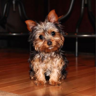 lordleo_yorkie's profile picture. My name is Leo I am 10 months old. I enjoy yummy treats!! I live in Buffalo, New York and my humans love to spoil me