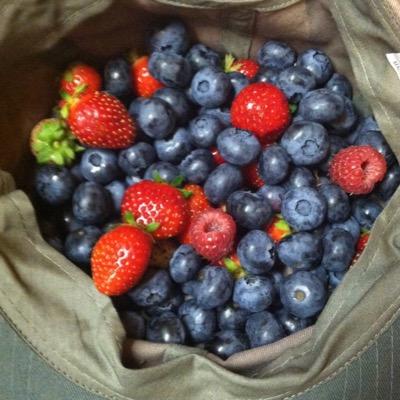 author of a chidren's blueberry book about healthy fruit choices and color identification using real fruit graphic images, ages pre K to 6 years old:)