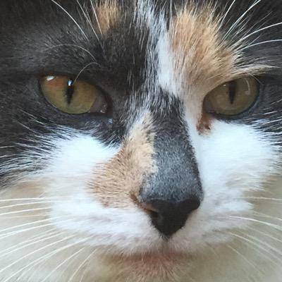 diegodaisy2's profile picture. cat woman