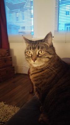 chuffingnora38's profile picture. Perinatal psychiatrist. Pagan. Cat lover. Open for morning cocktails and afternoon tea, preferably in the woods.