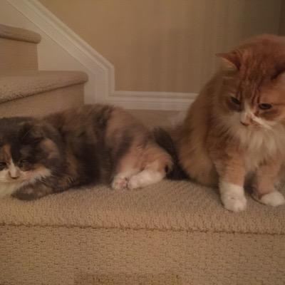 themamaalways's profile picture. 