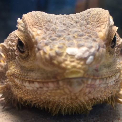 grouchylizard's profile picture. lizard library lady. professional clever girl.  🦖