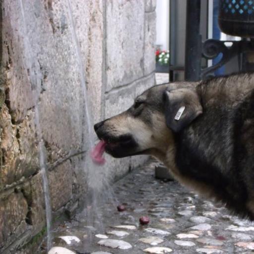 Seeking justice for Bosnian dogs. Take a stand with us against govt sanctioned mass killing of stray dogs in Bosnia! http://t.co/o4HmpdU3HF