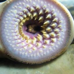 leech mouth leech mouth
