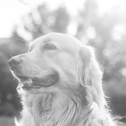 amber the gamer dog doggylovesgames twitter