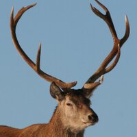 Deer Society (@deersociety) 's Twitter Profile