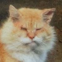 猫　大吉 (@fuufoofyy) 's Twitter Profile