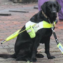 I am a qualified (slightly delinquent) Guide Dog. My human partner (aka 'Mum') is Tracey Clarke.