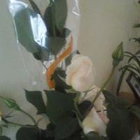 Maria Humet (@46127d9d0b6a41d) 's Twitter Profile